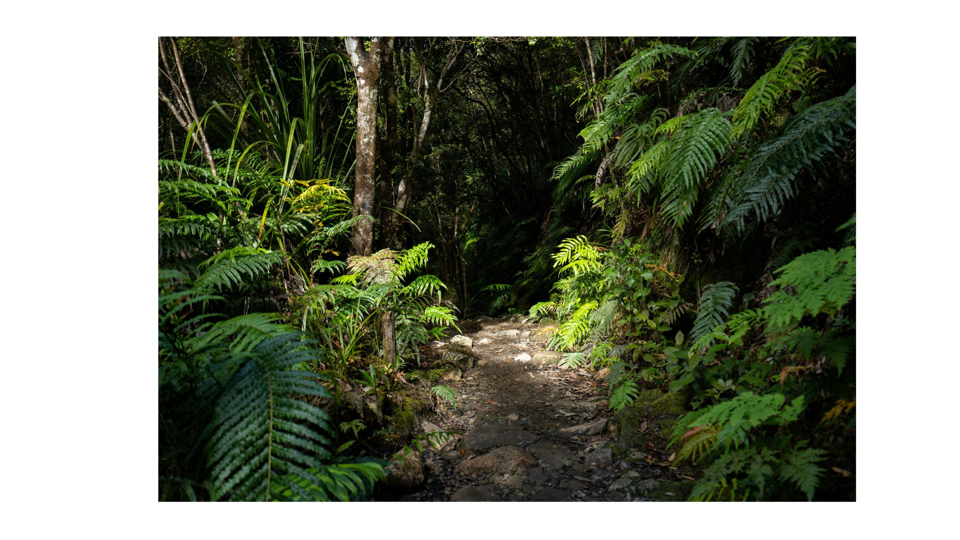 A bush path in Aotearoa — representing the GROW platform for sport psychology learning in New Zealand