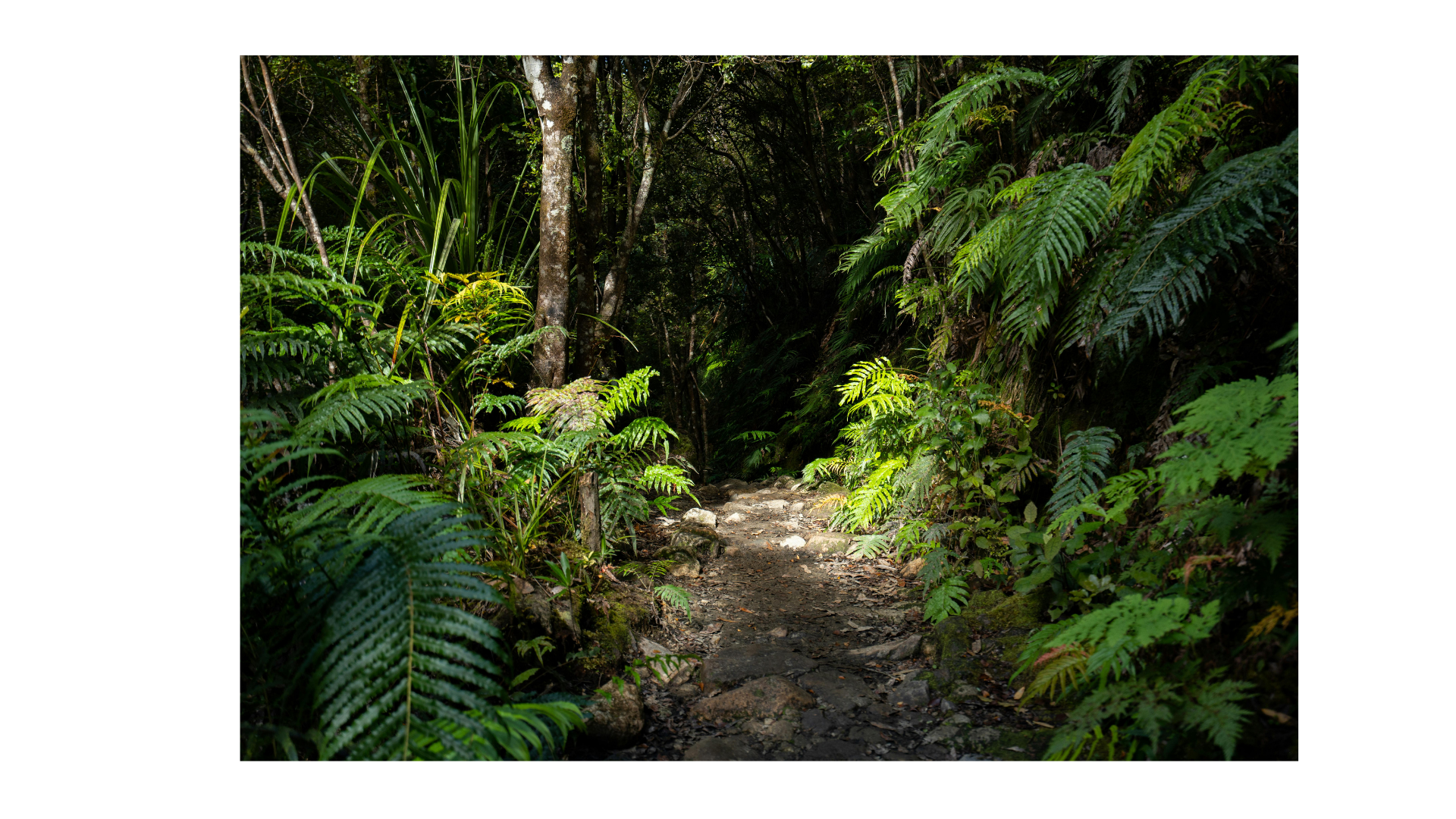 Walking alongside — a bush path in Aotearoa
