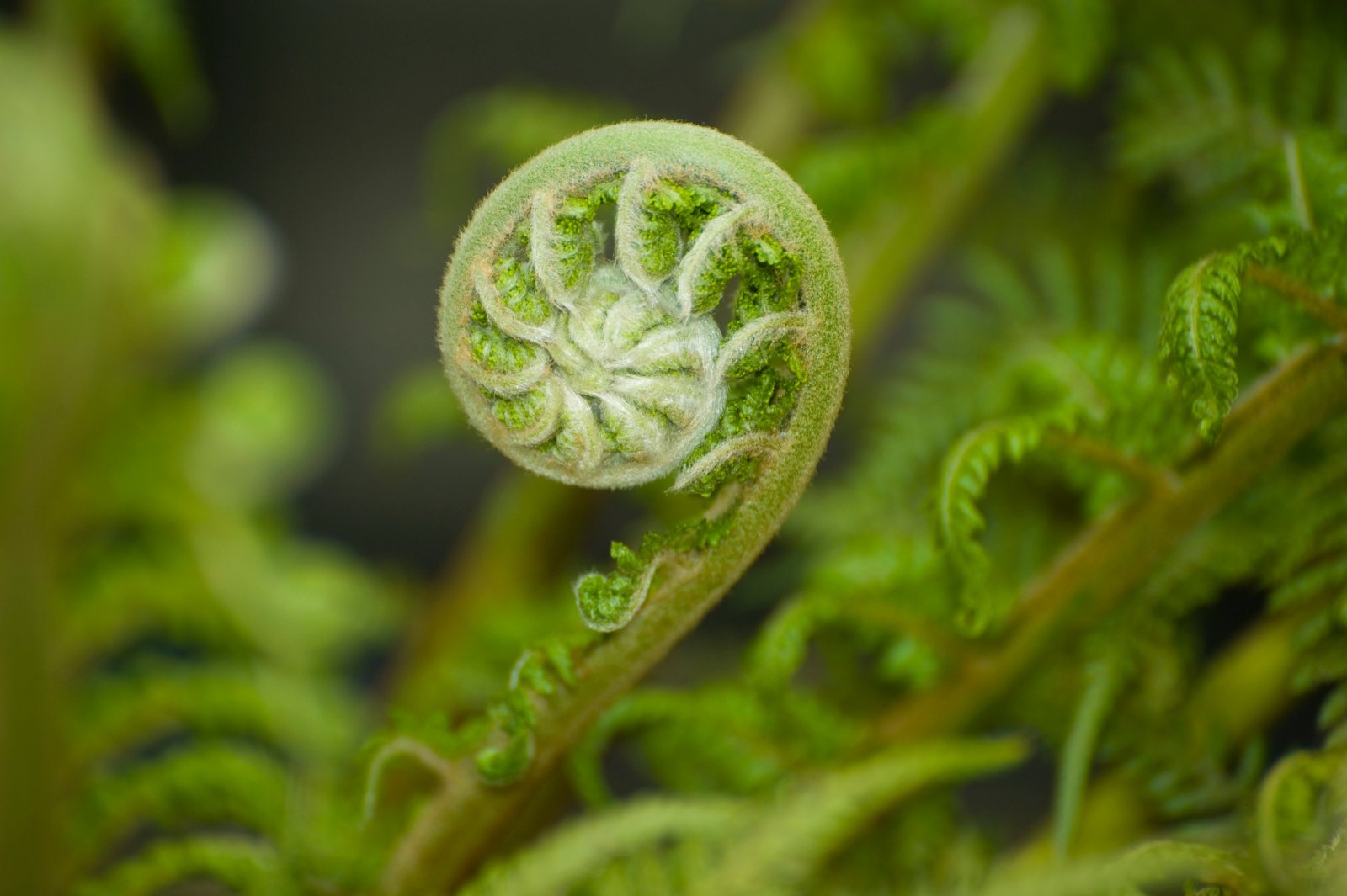 Koru fern unfurling, a symbol of growth