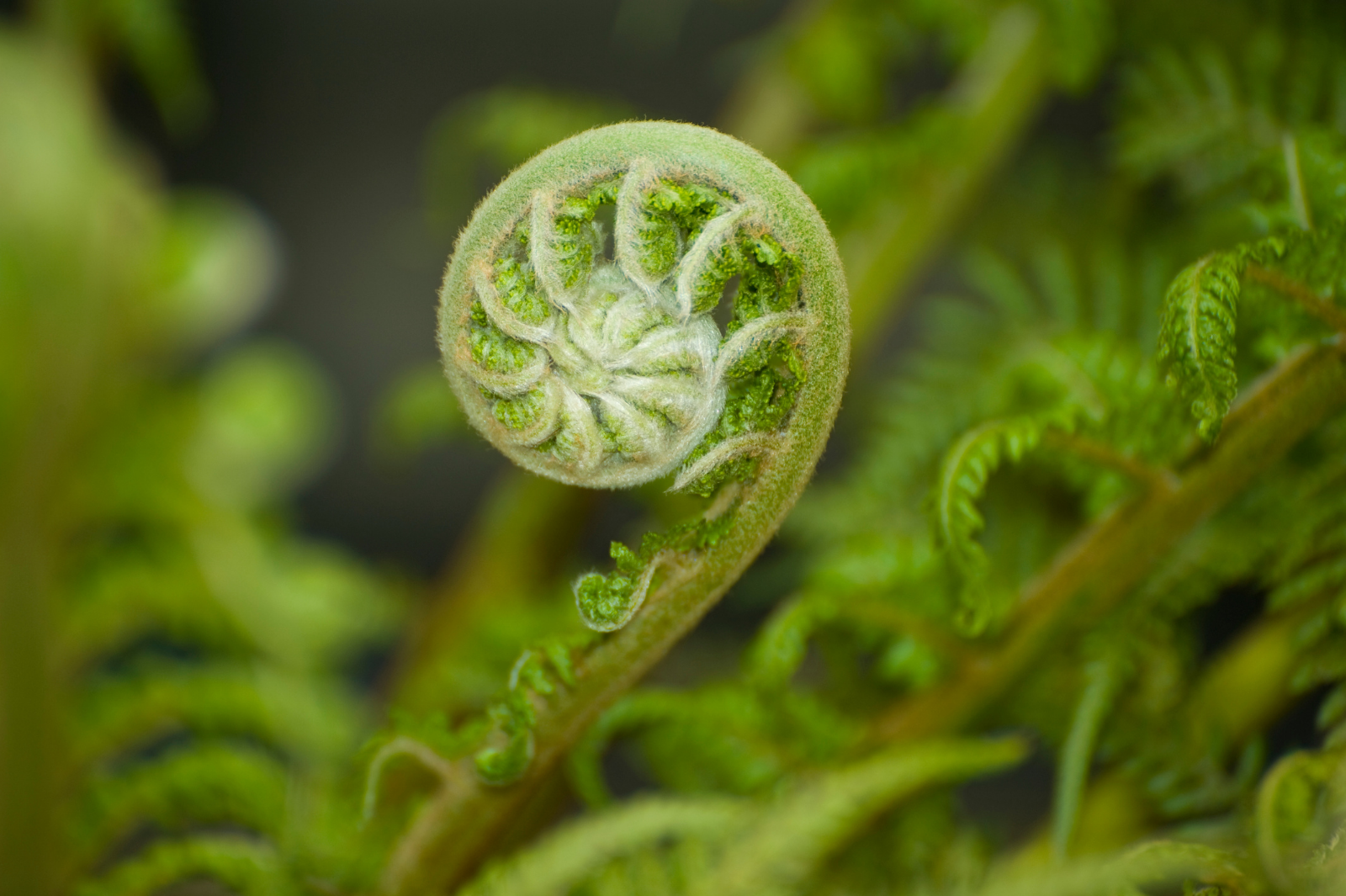 Koru fern unfurling — a symbol of growth