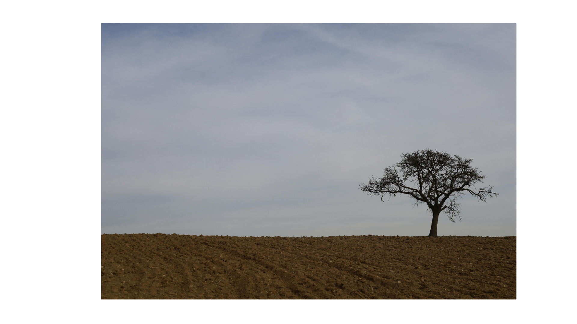 A single bare tree standing on open, ploughed ground under a wide sky